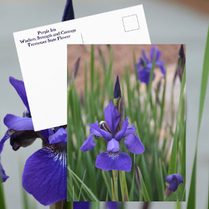 Lila Iris Botanical Floral Fotografisch Postkarte