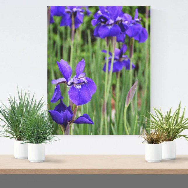 Lila Iris Botanical Floral Leinwanddruck (Von Creator hochgeladen)