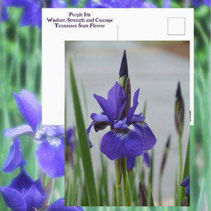 Lila Iris Botanical Floral Postkarte