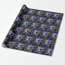 Lila Iris Bouquets auf schwarz Geschenkpapier