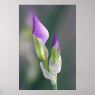 Lila Iris Bud [L] Poster