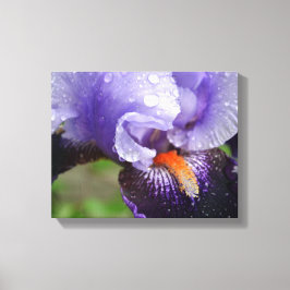 Lila Iris Canvas Print Leinwanddruck