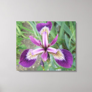 Lila Iris Canvas Print Leinwanddruck