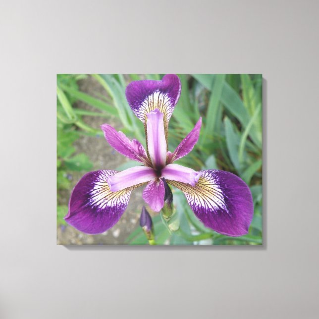 Lila Iris Canvas Print Leinwanddruck (Vorderseite)