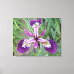 Lila Iris Canvas Print Leinwanddruck