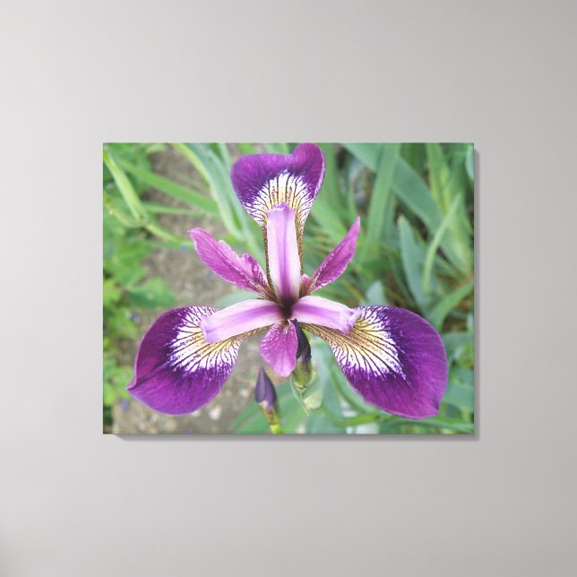 Lila Iris Canvas Print Leinwanddruck (Vorderseite)