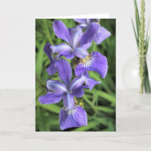 Lila Iris