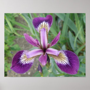 Lila Iris-Druck Poster