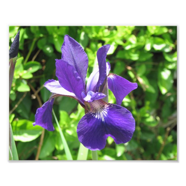 Lila Iris Fotodruck (Vorne)