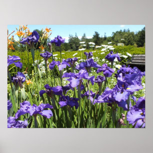Lila Iris Garden Poster