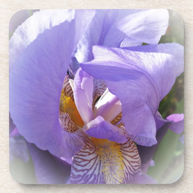 lila Iris Getränkeuntersetzer (Vorderseite)