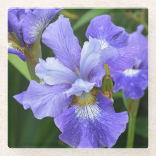 Lila Iris Glasuntersetzer