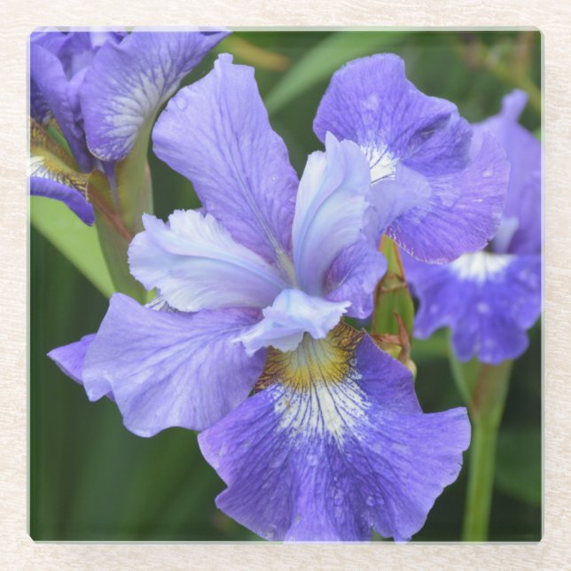 Lila Iris Glasuntersetzer (Vorderseite)