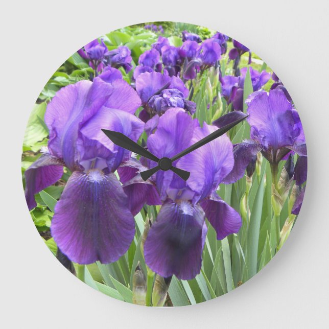 Lila Iris in der Blüte Große Wanduhr (Vorderseite)