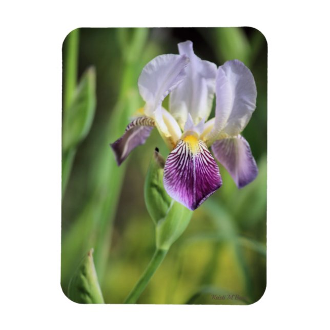 Lila Iris in der Sonne Magnet (Vertikal)