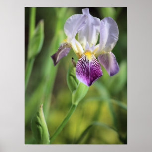 Lila Iris in der Sonne Poster