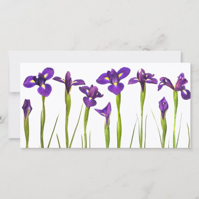 Lila Iris - Iris-Blume - angepasste Vorlage (Vorderseite)