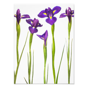 Lila Iris - Iris-Blume - angepasste Vorlage Fotodruck