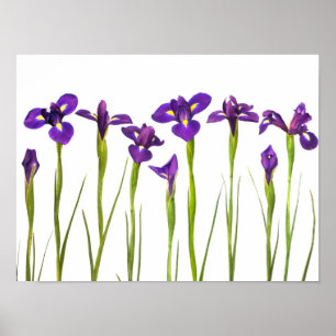 Lila Iris - Iris-Blume - angepasste Vorlage Poster