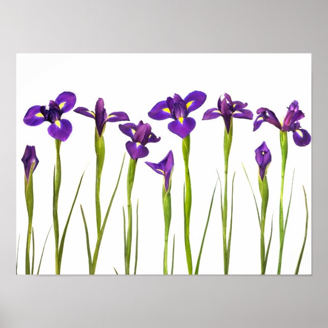 Lila Iris - Iris-Blume - angepasste Vorlage Poster (Vorne)