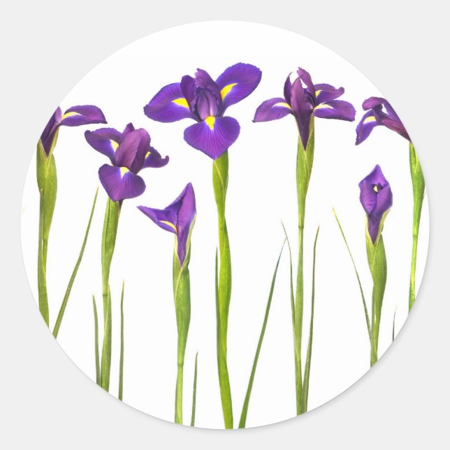 Lila Iris - Iris-Blume - angepasste Vorlage Runder Aufkleber (Vorderseite)