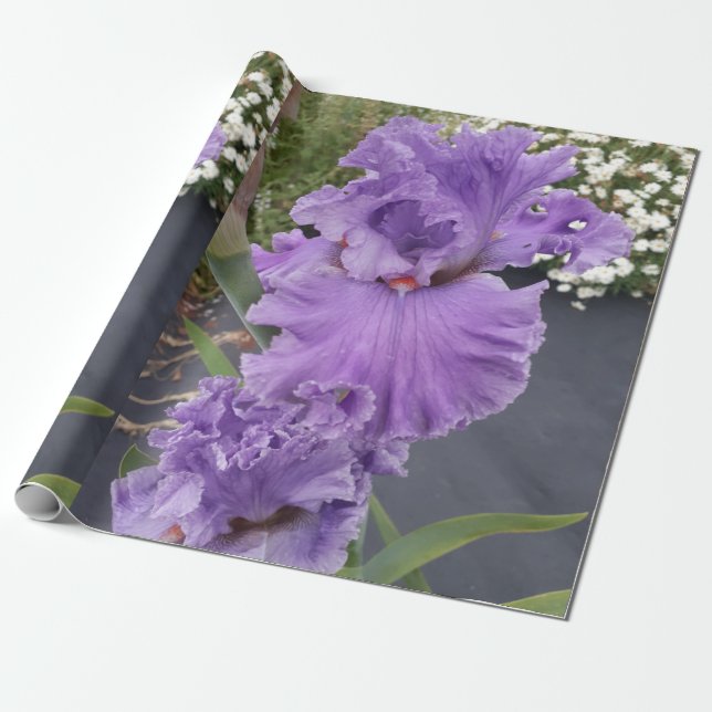 Lila Iris irises Blume Lavender Lilac Bearded Geschenkpapier (Ungerollt)