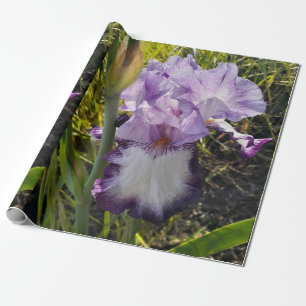 Lila Iris irises Blume Lavender Lilac Bearded Geschenkpapier
