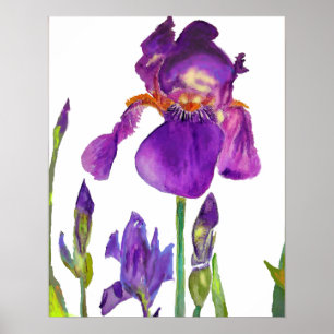Lila Iris irises blumengeschmückte Blume Poster
