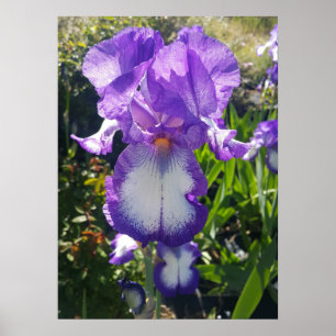 Lila Iris Irises Hütte Garden Art Pflanzen Poster