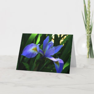 Lila Iris Karte
