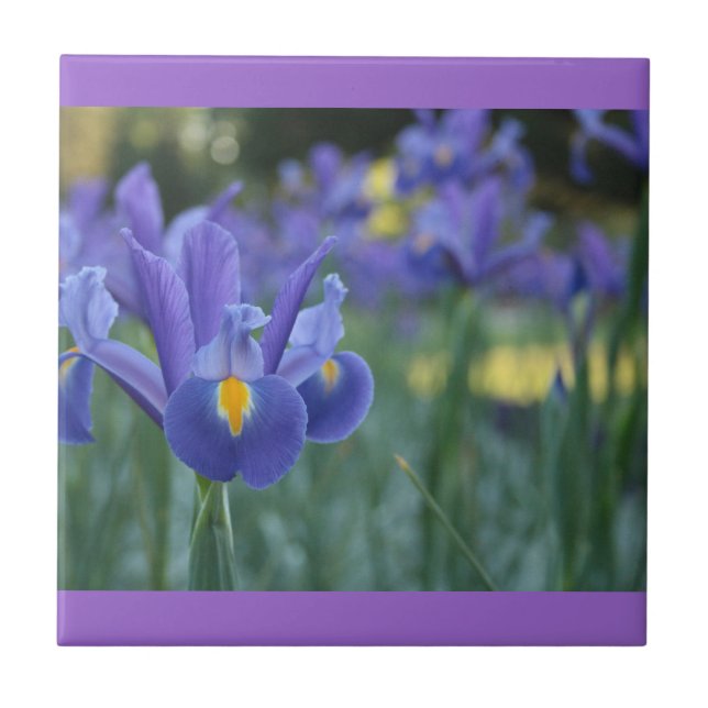 Lila Iris Keramik Tile Fliese (Vorderseite)