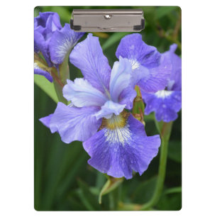 Lila Iris Klemmbrett