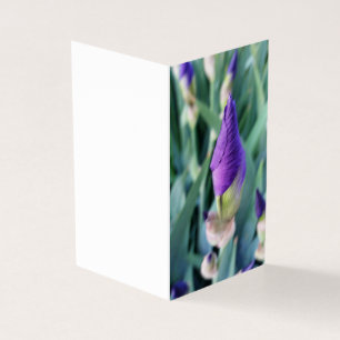 lila Iris-Knoten