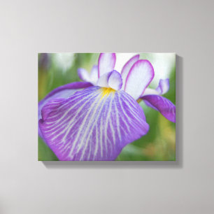 Lila Iris Leinwanddruck