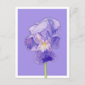 Lila Iris lila Postkarte