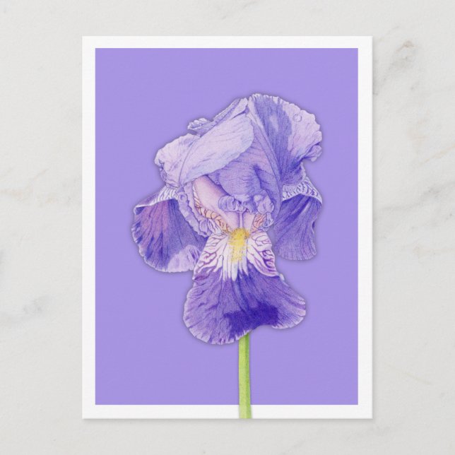 Lila Iris lila Postkarte (Vorderseite)