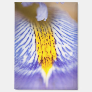 Lila Iris Magnet