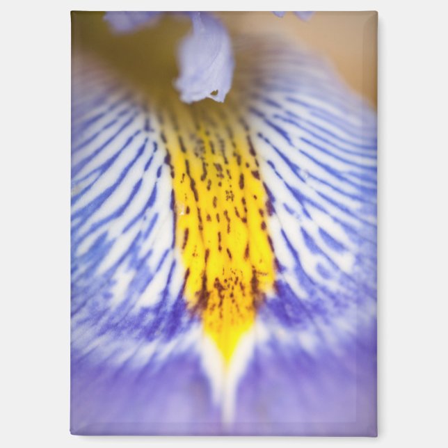 Lila Iris Magnet (Vorderseite)