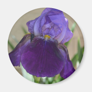 Lila Iris Magnet