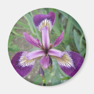 Lila Iris Magnet