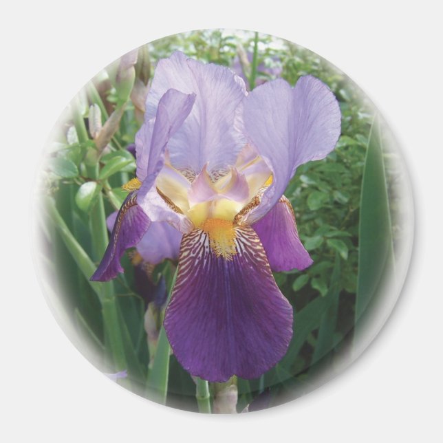 Lila Iris Magnet (Vorne)