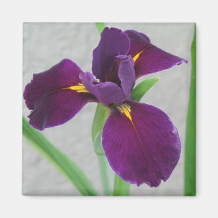 Lila Iris Magnet