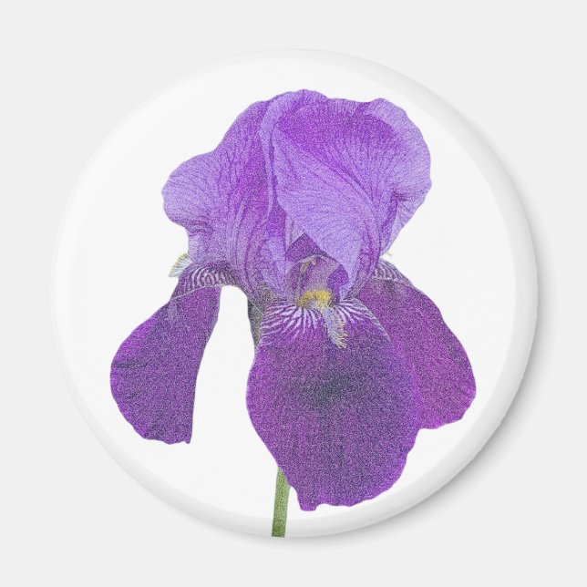Lila Iris Magnet (Vorne)