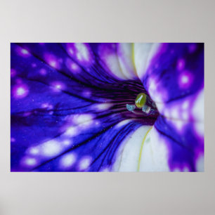 Lila Iris Makro – Lebendige Nahaufnahme-Blumenkuns Poster