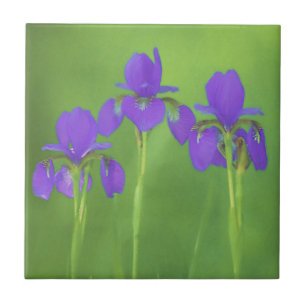 Lila Iris-Malerei - Original Blume Kunst Fliese