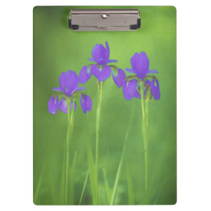 Lila Iris-Malerei - Original Blume Kunst Klemmbrett