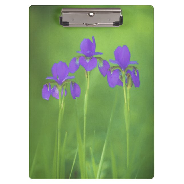 Lila Iris-Malerei - Original Blume Kunst Klemmbrett (Vorderseite)