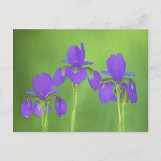 Lila Iris-Malerei - Original Blume Kunst Postkarte (Vorderseite)