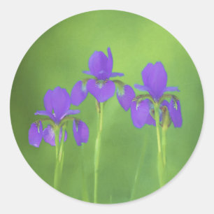 Lila Iris-Malerei - Original Blume Kunst Runder Aufkleber