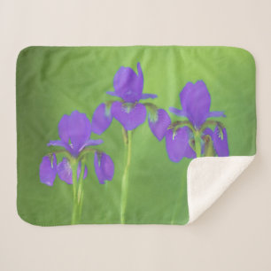 Lila Iris-Malerei - Original Blume Kunst Sherpadecke